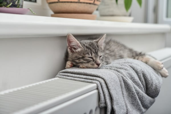 Cat on central heating