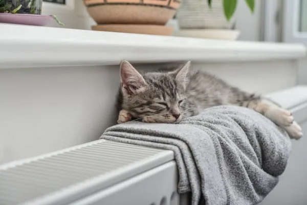Cat on central heating